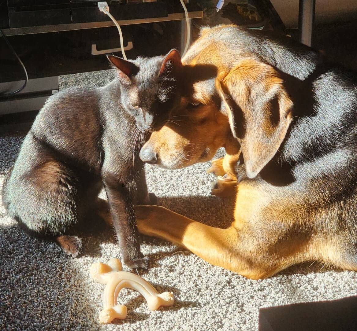 an adorable cat and dog